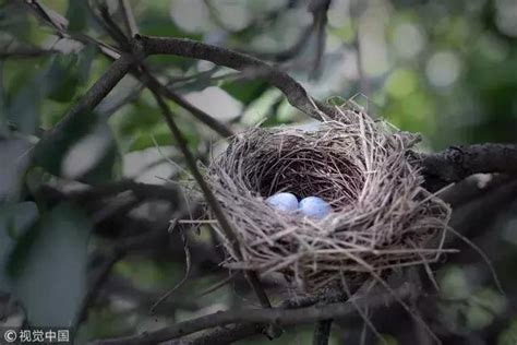 鳥築巢在家|鳥巢看鳥的個性…. 自從去年有白頭翁來我陽台樹上築。